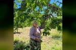 Andırın’da Çığşar kirazında hasat başladı