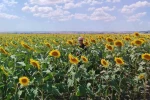 Anıza ayçiçeği ekimi yapan çiftçi kazanıyor