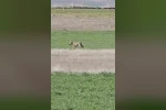 Ankara’da aç kalan kurtlar tarlalara indi