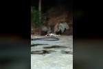 Anne ayı yavrularını da alıp geldi, karnını doyurdu
