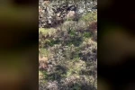 Anne boz ayı 2 yavrusuyla kayalıklarda ilerlerken görüntülendi