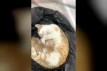 Anne kedi yavrularıyla Sosyal Yardımlaşma Vakfı’na sığındı