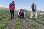Antakya’da yer fıstığı üretimi yapılan araziler incelendi