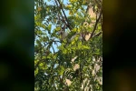 Antalya’da ağaçtan inemeyen kedi vinç yardımıyla kurtarıldı