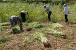Antalya’da altın susamda hasat başladı