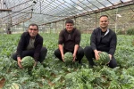 Antalya’da kış karpuzu hasadı için geri sayım başladı