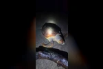 Antalya’da sahilde dev caretta caretta ölü bulundu 