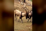 Antalya’da yaban hayatı fotokapanlara yansıdı