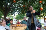 Antalya’nın turunçları Korkuteli’nden sofralara uzanıyor