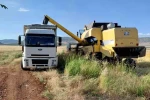 Araban Ovası’nda arpa hasadı yapılmaya başlandı