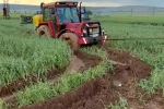 Araban Ovası’nda etkili olan yağışlar yeşil sarımsak hasadını geciktirdi