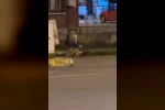 Ardahan’da gece şehre inen tilki kamerada