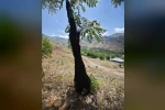 Arılar ağaçta oğul verdi: Dallar arıların ağırlığıyla eğildi