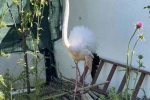 Arnavutköy’de ormanlık alanda kanadı kırık flamingo bulundu