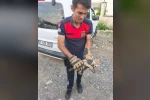 Arsuz’da aracın kaputuna giren kediyi itfaiye kurtardı