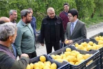 Arsuz’da limon hasadı başladı