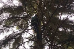 Artvin’de 40 metrelik göknar ağacının tepesine takılan dronu böyle kurtardılar