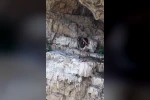 Artvin’de kara leylek görüntülendi 