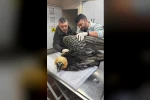 Artvin’de sakallı akbaba tedavisinin ardından yeniden doğaya salındı