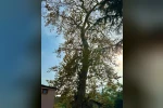 Asırlık çınar ağacının koruma altına alınması bekleniyor