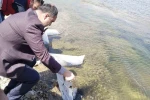 Aslanapa Kureyşler Göleti’ne 140 bin sazan yavrusu bırakıldı