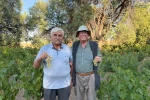 Ata tohumundan elde edilen üzümleri lezzetiyle dikkat çekiyor