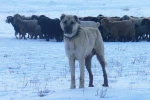 Atatürk’ün onayıyla Erzurum’dan okyanusu aşan köpekler