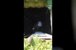 Atık su deposuna düşen kediyi kurtaran itfaiyeci, alkışlarla karşılandı