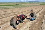 Atıl durumdaki tarım arazilerine ayçiçeği ekimi yapıldı