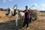 Atıyla doğaya çıkıp küçükbaş hayvanları için tırpanla ot biçiyor