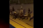 Atlara işkence kamerada 