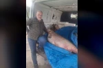 Av yasağının bittiği gün 130 kiloluk turna balığı yakaladı, nasıl doğrayacağını düşünmeye başladı