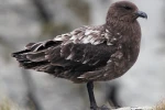 Avustralya ana karasında ilk H5N1 kuş gribi vakası şüphesi 