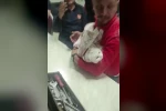 Ayağı lavabo giderine sıkışan kediyi itfaiye kurtardı