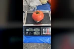 Aydın’da 850 gramlık domates pazarda ilgi gördü