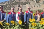 Aydın’da 95 bin dekar alanda ayçiçeği ekiliyor