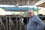 Aydın’da çöl sıcakları inekleri strese soktu; ahırlar vantilatör ile serinletiliyor