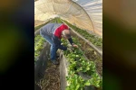Aydın’da hasat öncesi çilek bahçeleri kontrol edildi