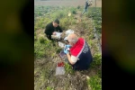 Aydın’da hasat öncesi çilek bahçeleri kontrol edildi