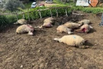 Aydın’da kurt saldırısı vatandaşları tedirgin etti