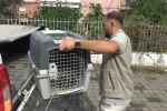 Aydın’da oklu kirpi operasyonu
