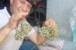 Aydın’da pekmez yapım sezonu başladı