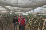 Aydın’da pitaya üretimi genişliyor