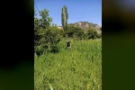 Aydın’da sorgum otu ekili alanlar kontrol edildi