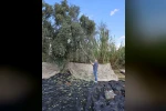 Aydın’da yağışların ardından zeytin hasadı başladı 
