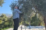 Aydın’da zeytin hasadı sürüyor