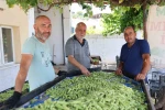 Aydın’ın bamyası Türkiye’nin dört bir yanına gönderiliyor