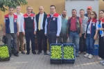 Aydın’ın dünya markası inciri için sahada yoğun mesai