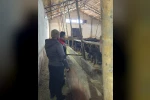 Aydıntepe’de hayvancılığa destek kapsamında düve teslimatları sürüyor