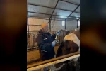 Aydıntepe’de şap aşılama ve küpeleme çalışmaları sürüyor